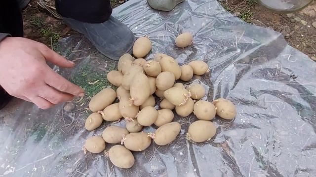 Пришла пора садить картофель. Какие сорта мы садим. смотреть онлайн