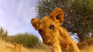 Рык маленького львенка