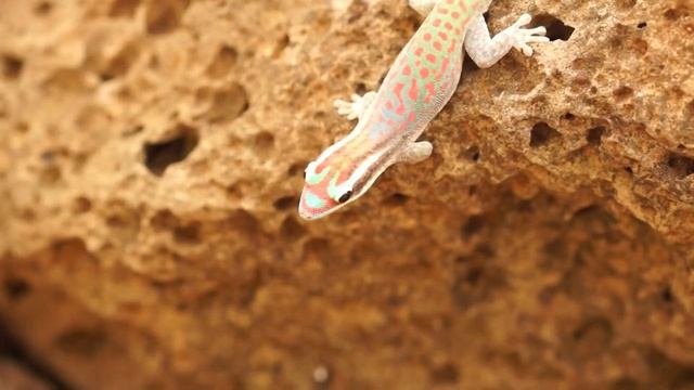 Фельзумы маврикийские украшенные - Mauritius ornate day gecko (Phelsuma ornata) смотреть онлайн