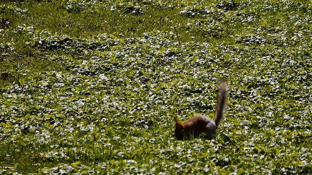 Белка (Приморский парк победы) смотреть онлайн