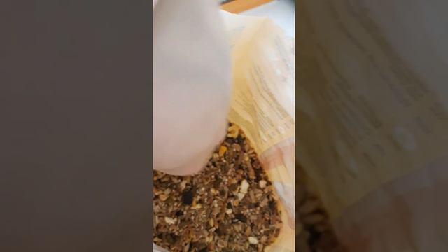 Какой корм выбрать для своего хомячка? смотреть онлайн