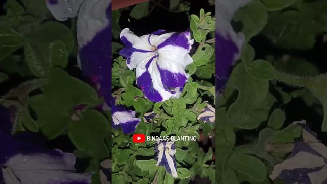 Beauty of PETUNIA in night смотреть онлайн