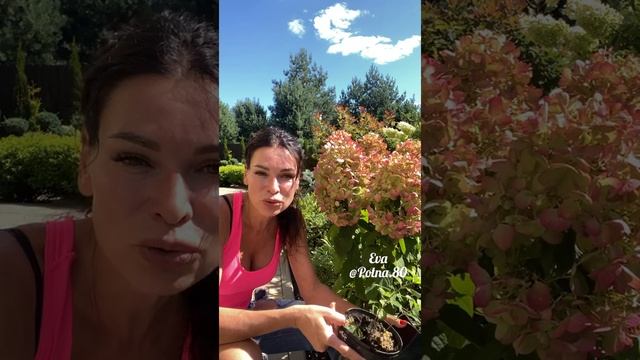 КАК СОХРАНИТЬ ЧЕРЕНКИ ЗИМОЙ??? смотреть онлайн