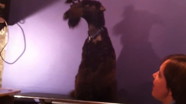 Тайра после стрижки бесится :) смотреть онлайн