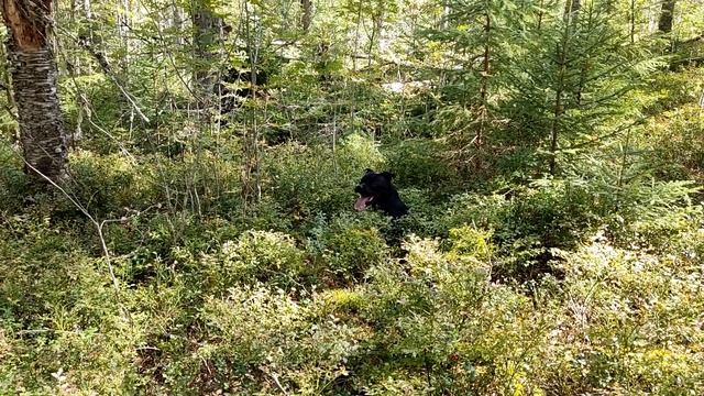 Типичная прогулка стаффи в лесу / Typical staffy walk in the woods смотреть онлайн