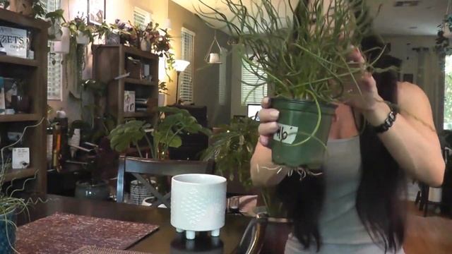 Juncus effusus spiralis Care смотреть онлайн