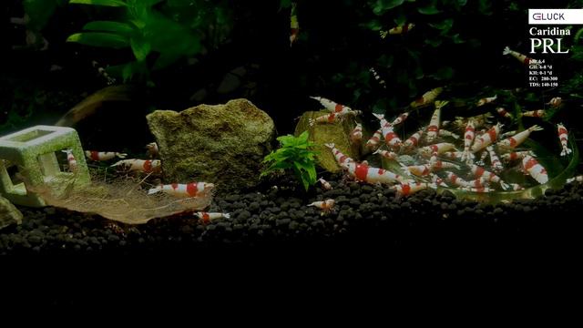 Caridina PRL (Pure Red Line) смотреть онлайн