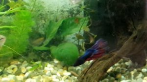 Петушок и гурами