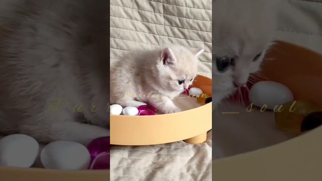 Золотые шиншиллы, котята (котики), ждут мам и пап! 🔥🥰 в продаже (по договору) смотреть онлайн