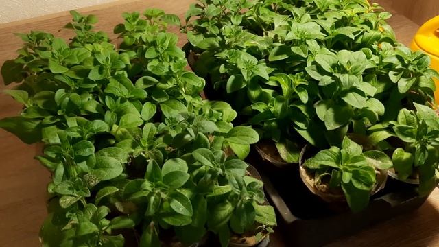 ПЕРВАЯ ПОДКОРМКА ЧЕРЕНКОВ ПЕТУНИИ ОСЕНЬЮ. ЧЕРЕНКИ УКОРЕНИЛИСЬ И ПЕРЕВАЛЕНЫ В ОТДЕЛЬНУЮ ЁМКОСТЬ. смотреть онлайн