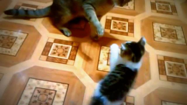вот как дерутся коты смотреть онлайн