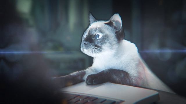2 МИЛЛИОНА КОТОВ. ОТВЕТЫ НА ВОПРОСЫ [Черный, Белый, Рыжая] смотреть онлайн