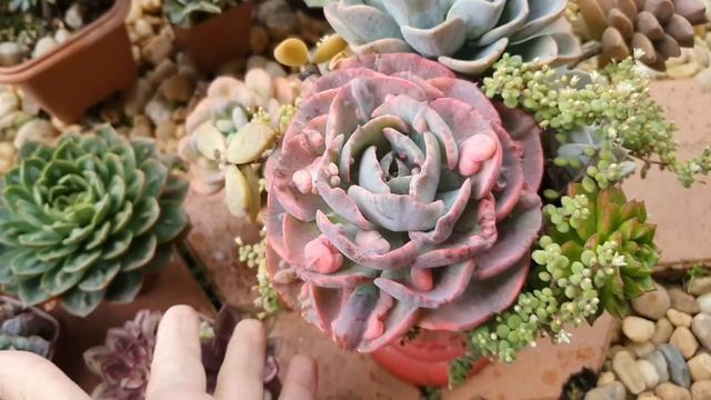 +10 SUCULENTAS PEQUENAS COM CARUNCULAS quase todas Fáceis E DICAS DE COMO CULTIVAR смотреть онлайн