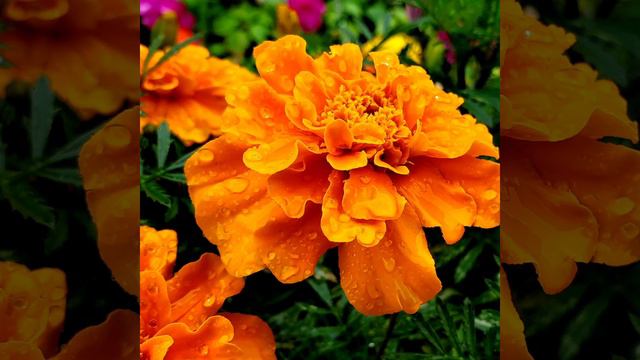#шмель #живаяприрода  #цветы #naturallife #na Музыка цветов🎶🎵🎶❤🌸🌸
