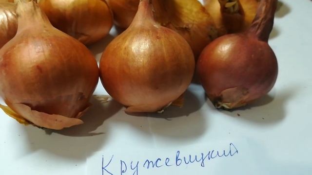 Лук шалот кружевицкий видео 11 смотреть онлайн