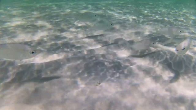 Underwater. Memories Flamenco Beach Resort Cayo Coco смотреть онлайн