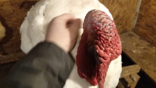 Кто посмел сказать, что индюки это страшно??? Приезжайте в гости!!! Познакомлю с добрым индюком!!! смотреть онлайн