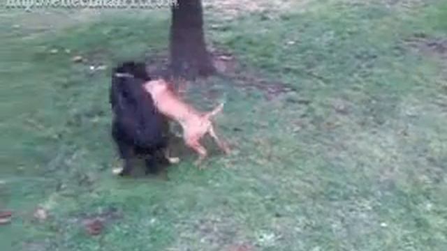 Calini' s Cerbero [Alì] - Pit Bull ADBA смотреть онлайн