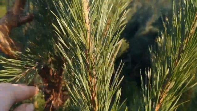 Польза Сосны и ХВОИ.Кому нужно съесть Новогоднюю ёлку смотреть онлайн