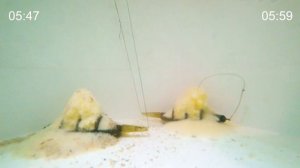 Самая эффективная прикормка для флэт-метода: работа в воде.