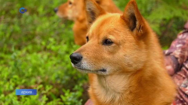 Карельские лайки смотреть онлайн