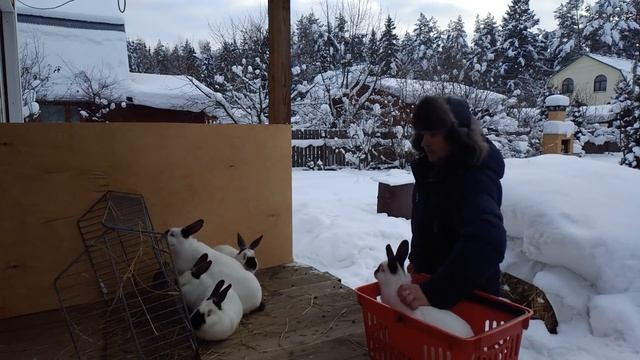 КРОЛИКИ на ДАЧЕ так сможет каждый Выращивание КРОЛИКОВ смотреть онлайн