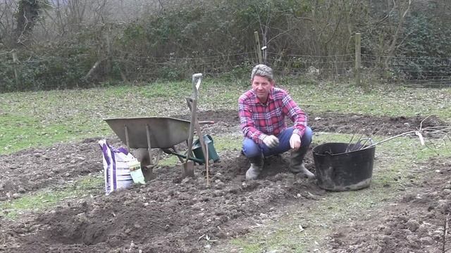 HOW TO PLANT BLACKCURRANTS смотреть онлайн