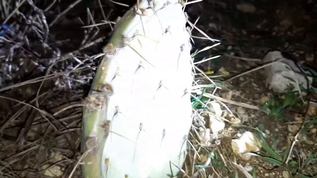 Кактусы смотреть онлайн