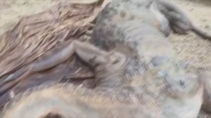 Драконы, которых удалось снять на видео