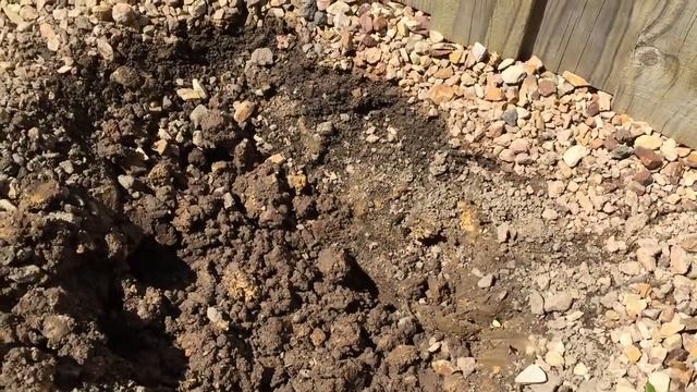 Planting tall hedging plants in clay soil. Ground preparation&drainage Pittosporum SilverSheen hedg смотреть онлайн