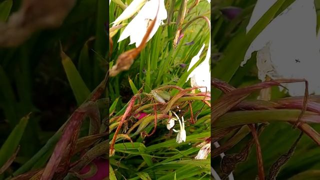 Стрекотание кузнечиков. Природа. HD смотреть онлайн