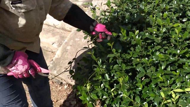 Basic Pruning Tip #5. Trachelospermum jasminoides (Chinese star jasmine). Trish. The Gong Gardener. смотреть онлайн