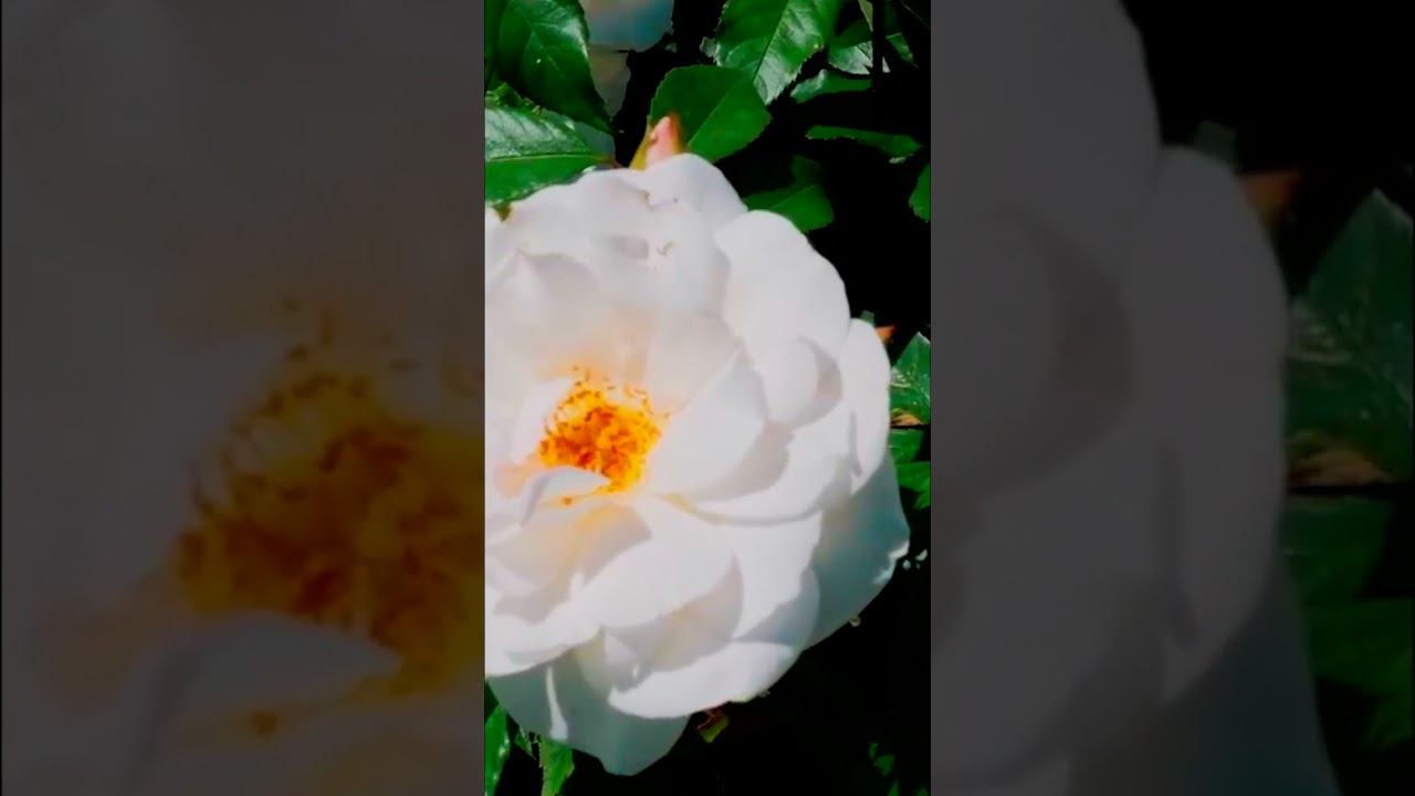 Роза Шнеевитхен, Кордес Rose Schneewittchen смотреть онлайн