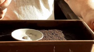 Сеем Газанию. Когда сеять и как.