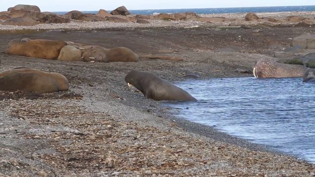 Walrus go up on land from the water смотреть онлайн