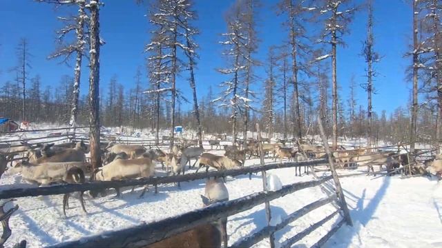 ОЛЕНЬ ПРОТИВ СНЕГОХОДА | ИСПЫТАНО НА СЕБЕ смотреть онлайн