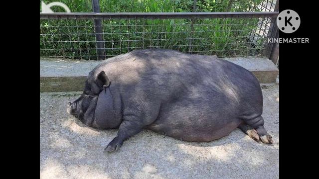 официальный трек люблю кота Бориса (трек 2023) Димон пел автор канала Привет Я Барсик! смотреть онлайн