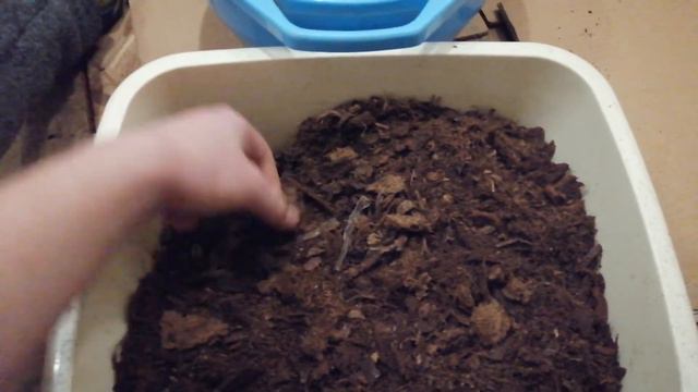 Repotting the Salmon Phalaenopsis смотреть онлайн
