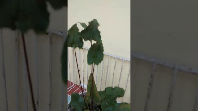 Hemionitis Arifiola смотреть онлайн