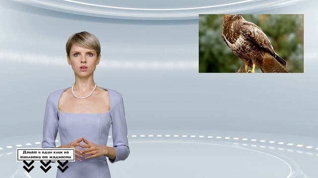 В Московской области пробуют силы хищные птицы смотреть онлайн