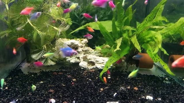 Тернеция (GloFish) , микс