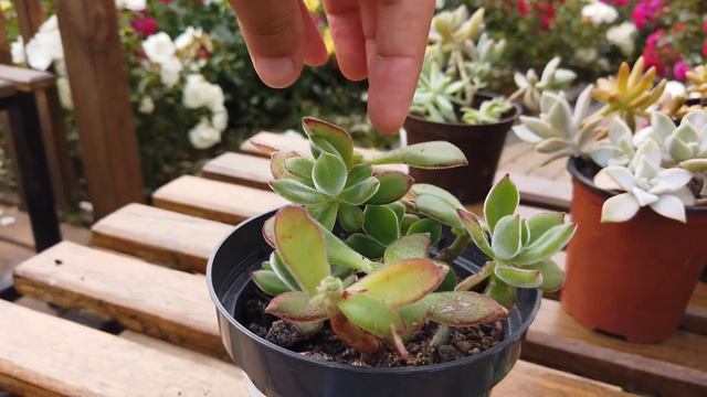 2 Técnicas para encher suculentas mais rápido. Veja passo a passo! Decapitação de Suculentas смотреть онлайн