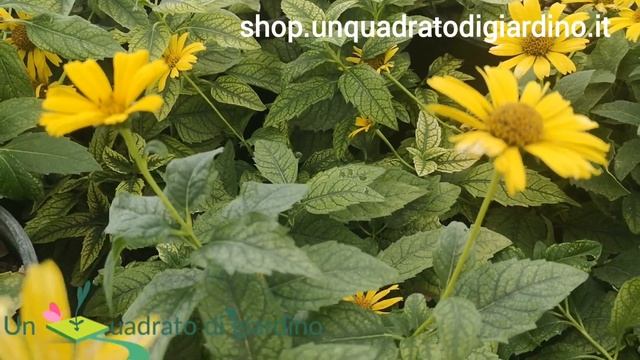 Heliopsis Helianthoides 'Loraine Sunshine'