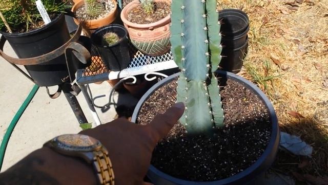 Giant Peruvian Apple Cactus Cereus Repandus смотреть онлайн