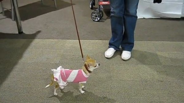 вязанное летнее платье для чихуа-хуа