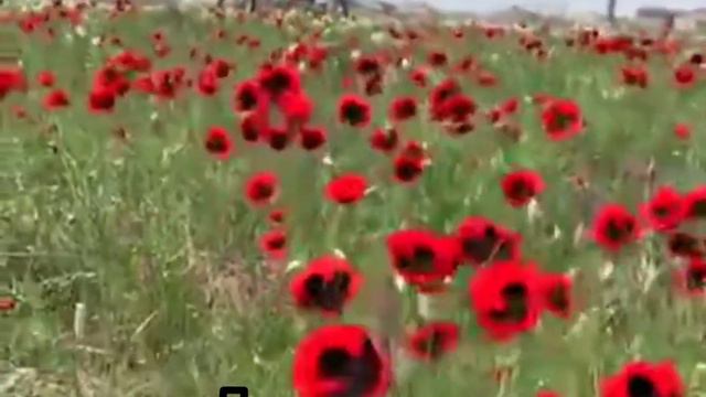 Дагестан 03.05.2020 Маковое поле смотреть онлайн