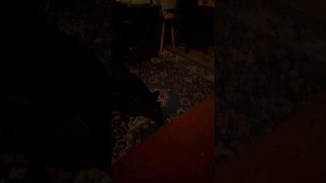 Привет меня зовут левретка кексы я вам расскажу о своём быте И как я живу смотреть онлайн