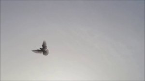 Сельские голуби. Владимир Левшаков, гуляют голуби, вольно.