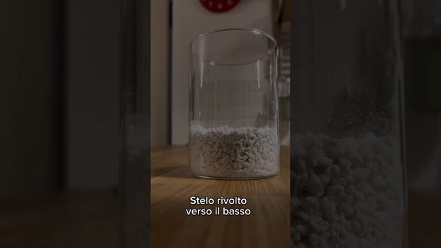 Semina dei miei rizomi di Alocasia Polly in perlite 🪴 смотреть онлайн