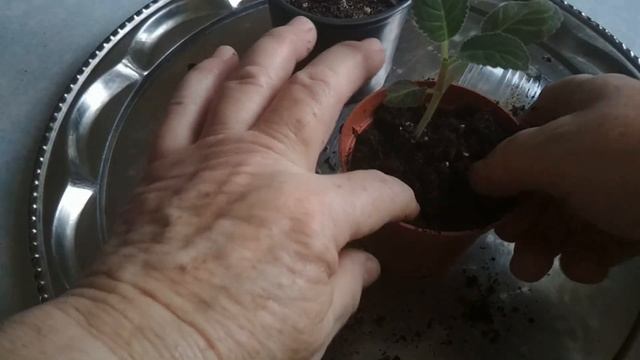 Проснулся клубень глоксинии зимой. Что делать?// The gloxinia tuber woke up in winter.// смотреть онлайн